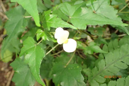 Image of Begonia dregei by no rights reserved