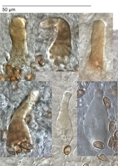 Pholiota chrysmoides