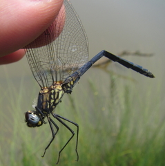 Trithemis dorsalis