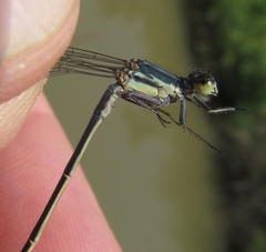 Pseudagrion spernatum