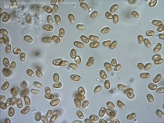 Pholiota chrysmoides