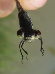 Pseudagrion spernatum