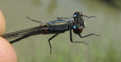 Pseudagrion spernatum