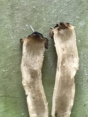 Morchella semilibera