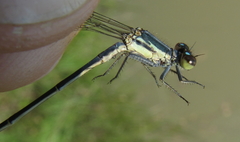 Pseudagrion spernatum