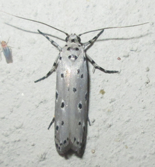 Ethmia circumdatella