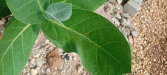 Calotropis procera image