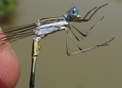 Lestes plagiatus