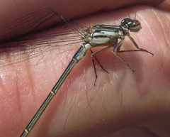 Pseudagrion spernatum