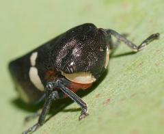 Eurymela distincta