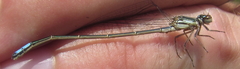 Pseudagrion spernatum