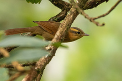 Anabacerthia lichtensteini