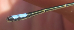 Pseudagrion spernatum