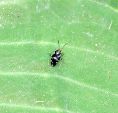 Poecilocapsus ornatulus