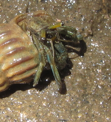 Clibanarius longitarsus