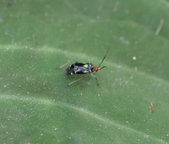 Poecilocapsus ornatulus