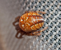 Araneus alsine