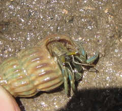 Clibanarius longitarsus