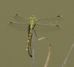 Ceratogomphus pictus