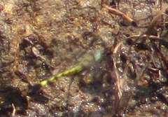 Phyllomacromia picta