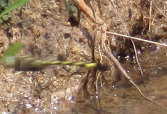 Phyllomacromia picta