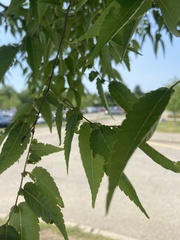 Zelkova