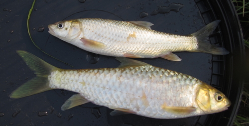 Labeobarbus polylepis