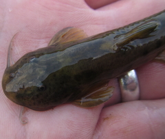 Amphilius uranoscopus