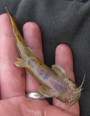 Amphilius uranoscopus