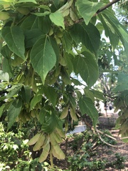 Acer negundo