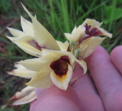 Eulophia welwitschii