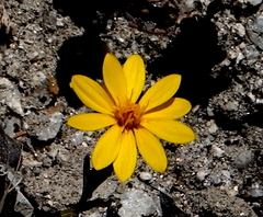 Pentachaeta aurea
