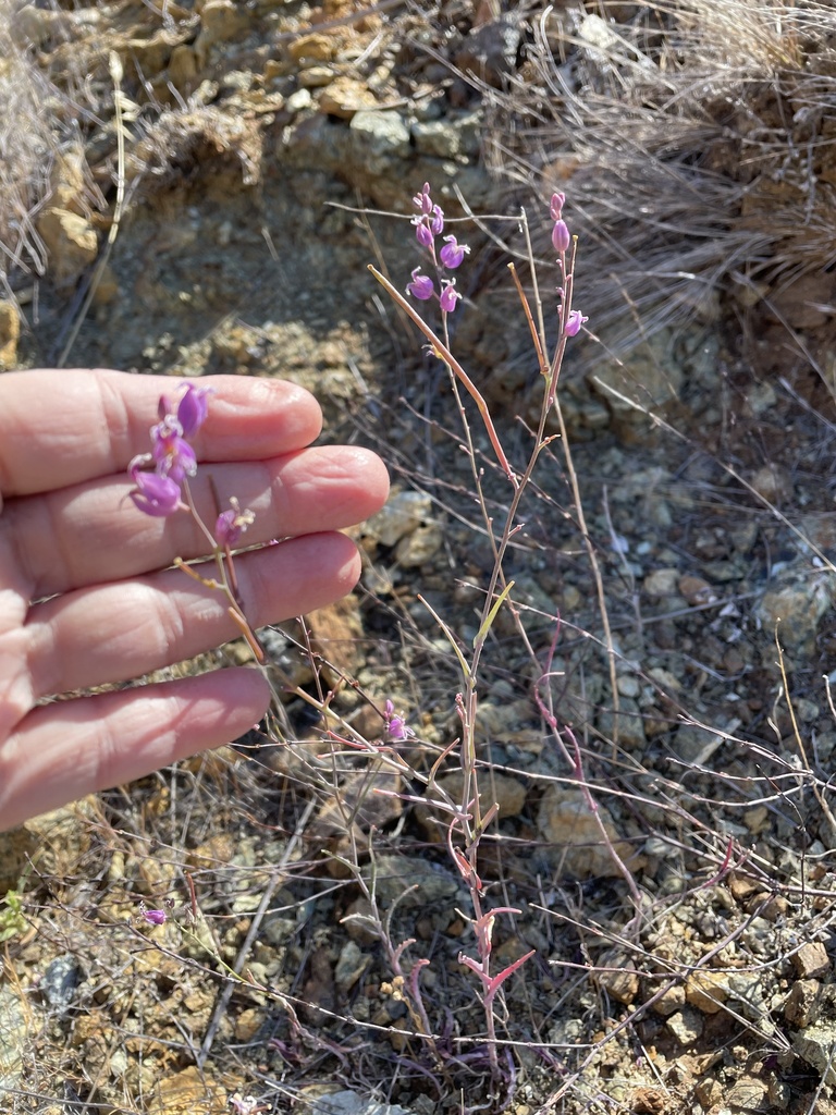 most beautiful jewelflower in May 2021 by Leah Gardner · iNaturalist