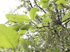 Salix caprea