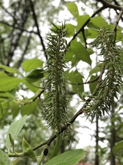 Salix caprea