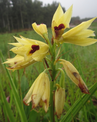 Image of Eulophia welwitschii by (c) Robert Taylor, some rights reserved (CC BY)