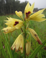 Eulophia welwitschii