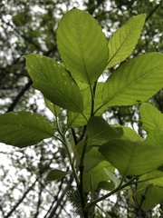Salix caprea