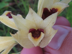 Eulophia welwitschii