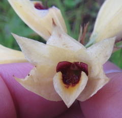 Eulophia welwitschii