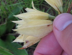 Eulophia welwitschii