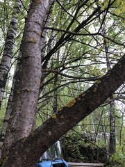 Salix caprea