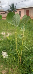 Calotropis procera image