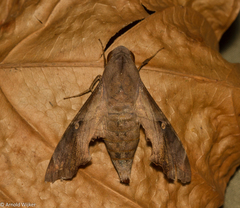 Enyo lugubris lugubris