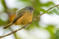 Mionectes rufiventris