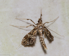 Lineodes hieroglyphalis