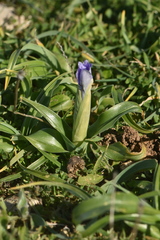 Iris planifolia