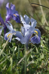 Iris planifolia
