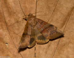 Ophisma tropicalis