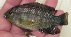 Tilapia sparrmanii